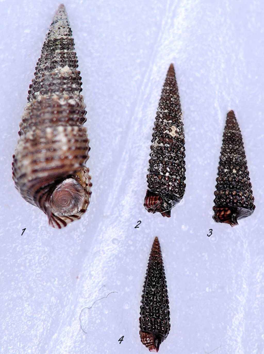 Gasteropoda